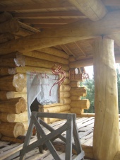 Комлистые торцы бревен 40 см, рубленные в разбег на срубе дома из кедра в стиле дикий сруб. Заокский район.