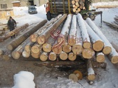 Архангельский зимний лес для рубки качественного сруба дома