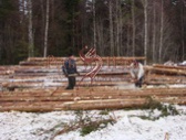 Заготовка зимнего леса