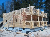 Фото. Изготовление сруба дома ручной работы из архангельской сосны в Чеховском районе.