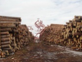 Северный лес в Архангельской области для рубки срубов домов, изб, коттеджей, бань.