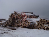 Штабеля заготовленного леса зимней валки в Архангельской области