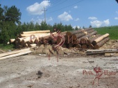 Архангельская, строевая сосна большого диаметра для рубки сруба дома в Заокском районе.